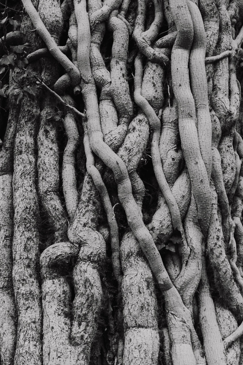 Verschlungen – Panorama