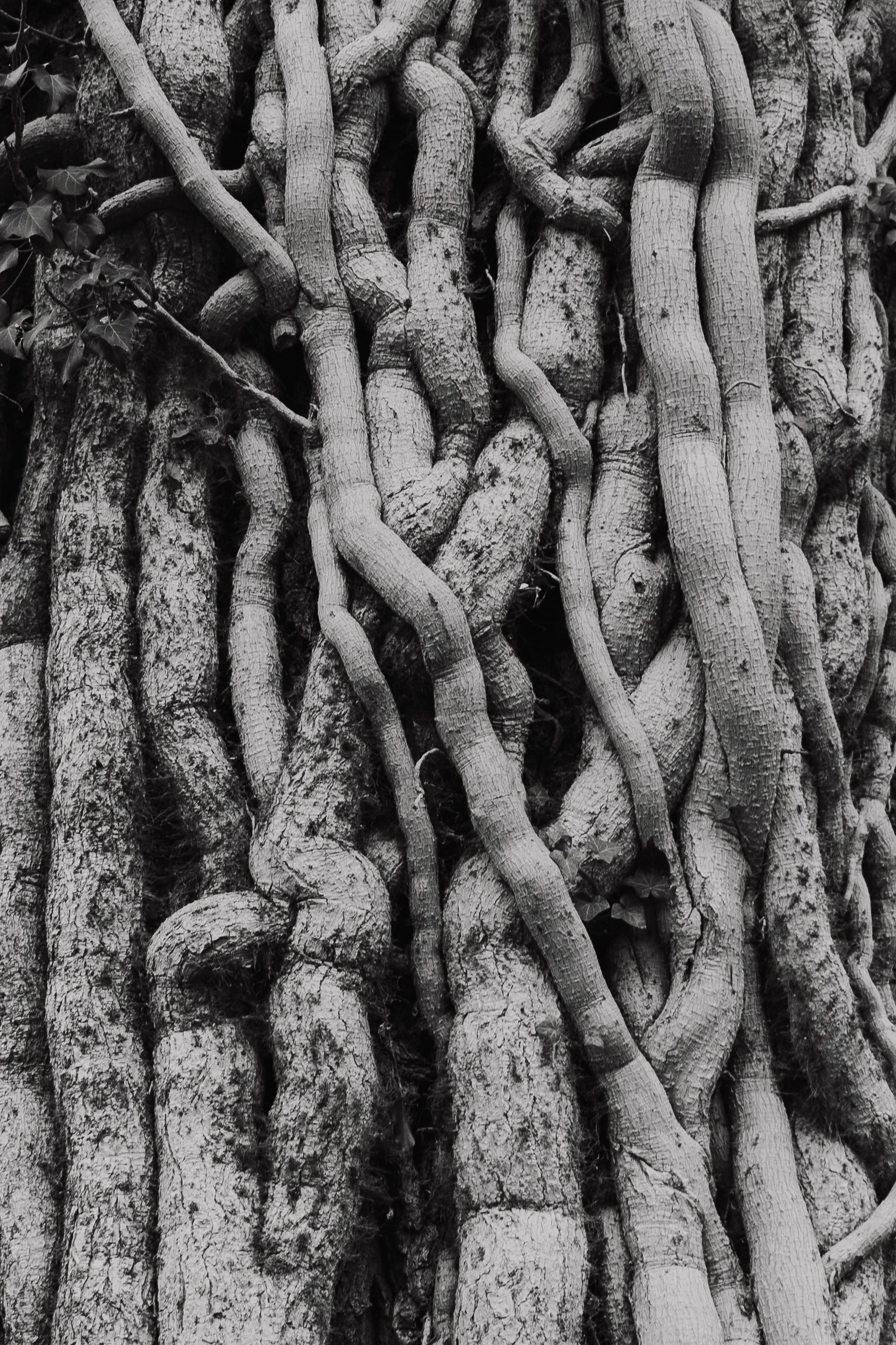 Verschlungen – Panorama