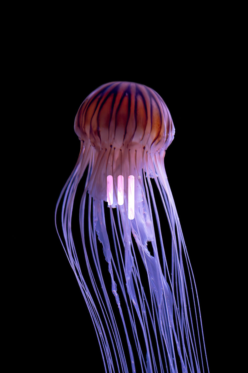 Kompassqualle (Chrysaora hysoscella) gerahmt