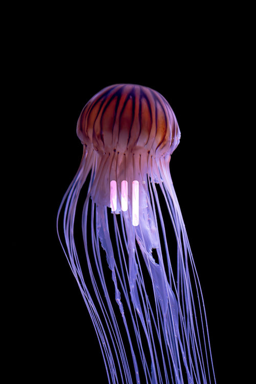 Kompassqualle (Chrysaora hysoscella) gerahmt