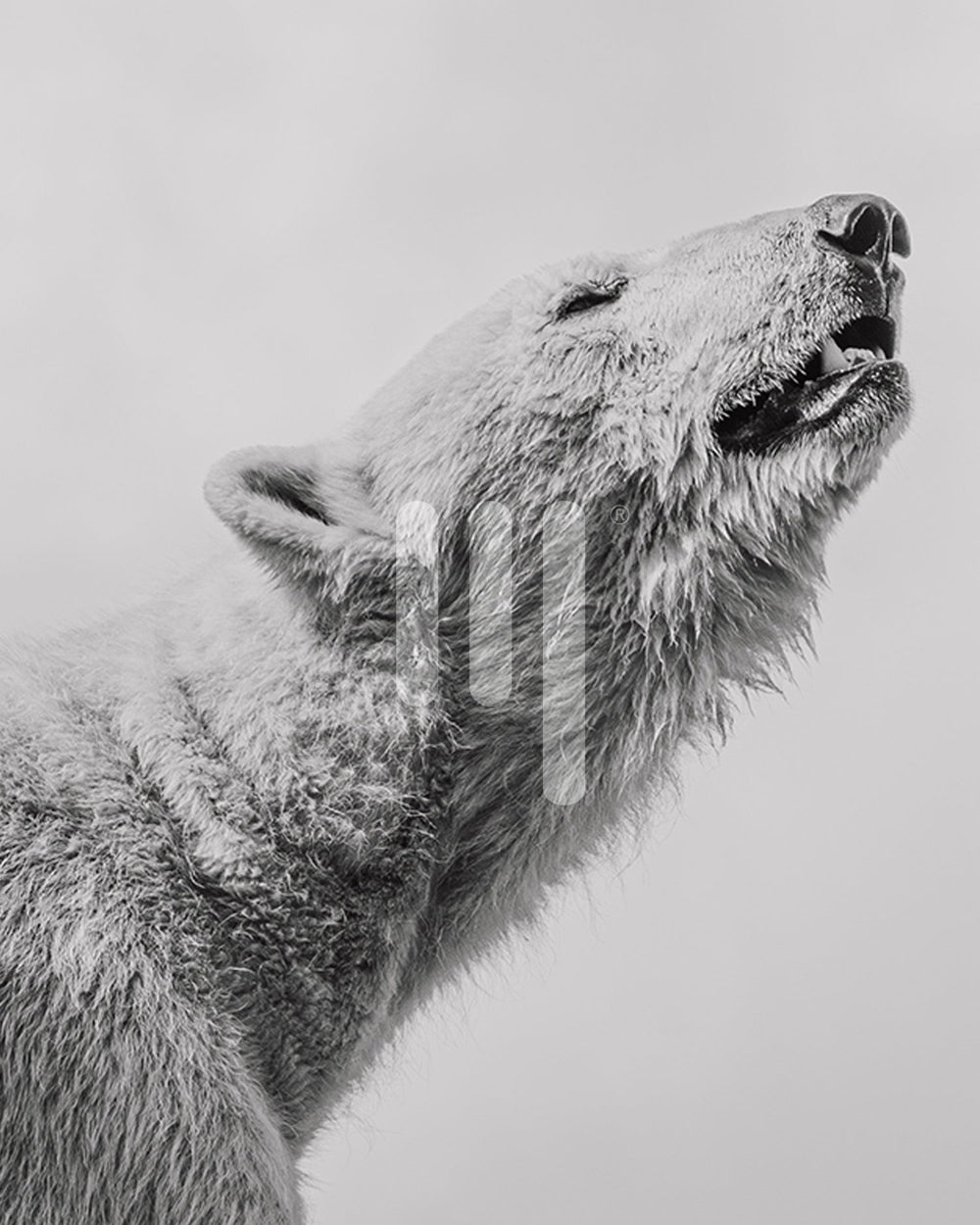 Eisbär