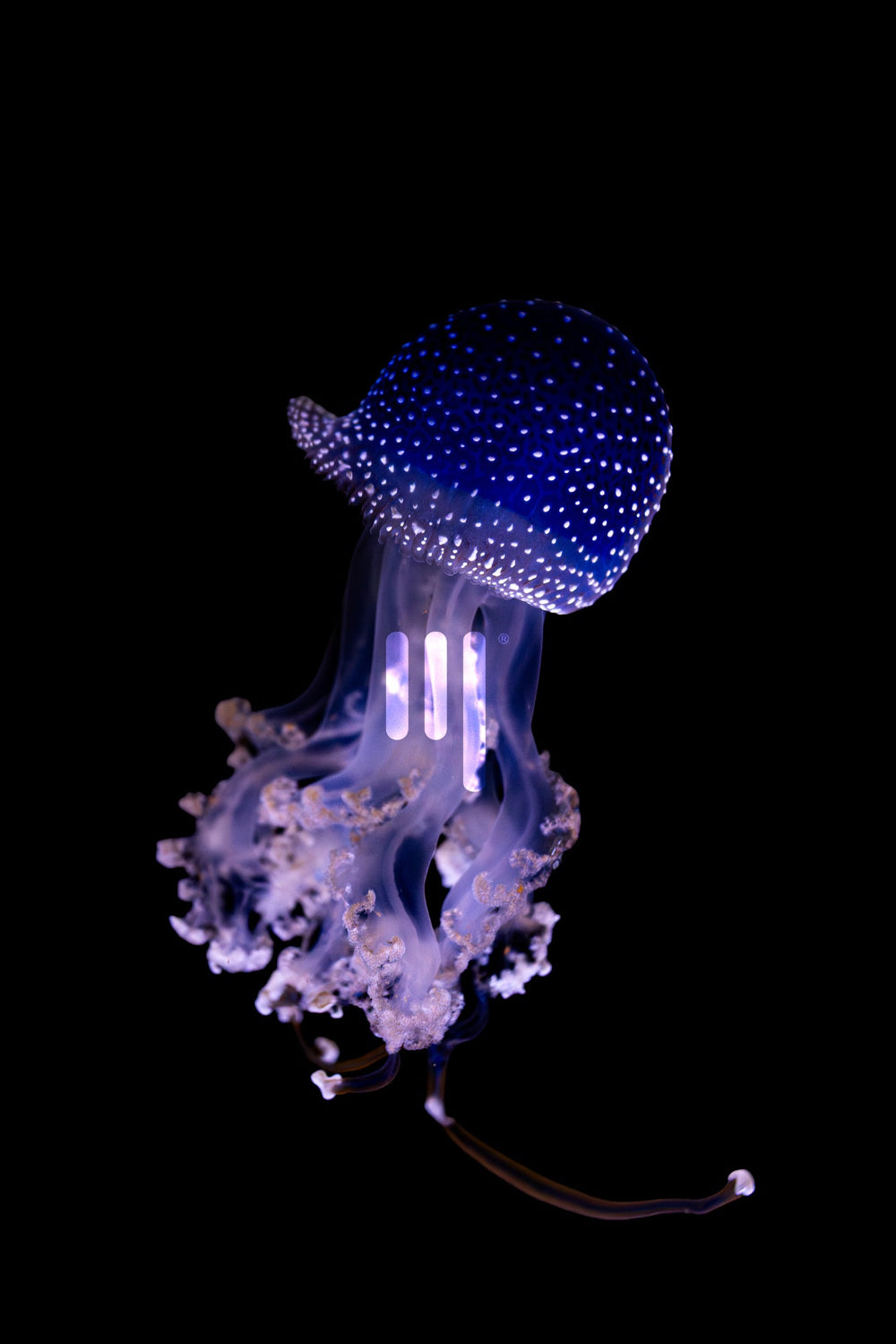 Gefleckte Wurzelmundqualle, gerahmt