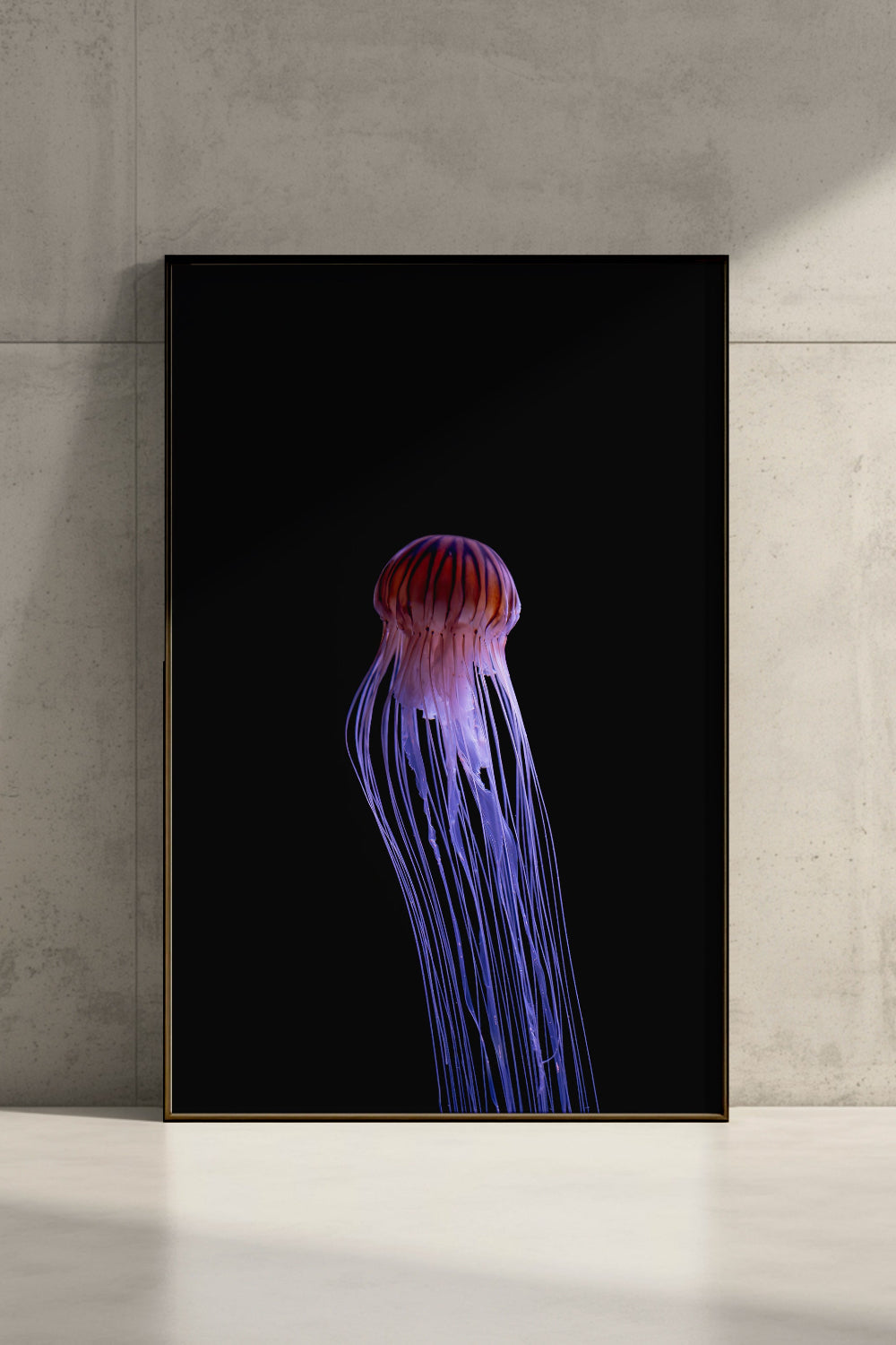 Kompassqualle (Chrysaora hysoscella) gerahmt