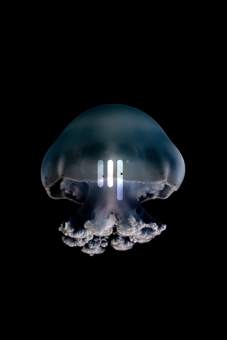 Lungenqualle (Rhizostoma pulmo) gerahmt